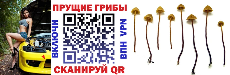 OMG вход  Конаково  Псилоцибиновые грибы прущие грибы 